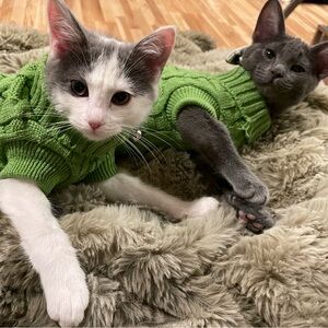 Two Adorable Kitten Sweaters - light green 💚